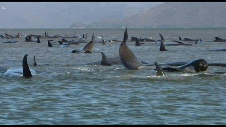 Scientists are trying to rescue almost 200 whales stranded in a remote bay on the Australian island of Tasmania. At least 90 of the animals have died.