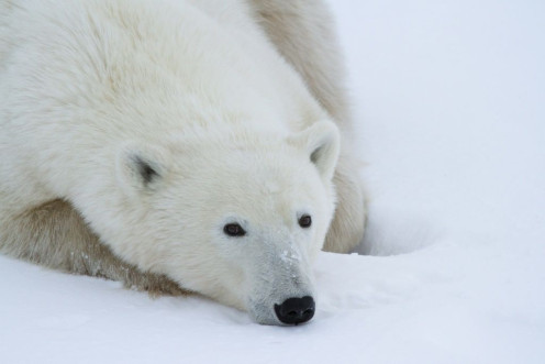 Polar bears are on a glide path towards extinction, according to a recent study.Â 