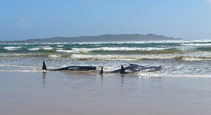 Hundreds of whales are stranded on a sandbar in Macquarie Harbour on the rugged west coast of Tasmania, in one of the biggest beachings the state has ever seen