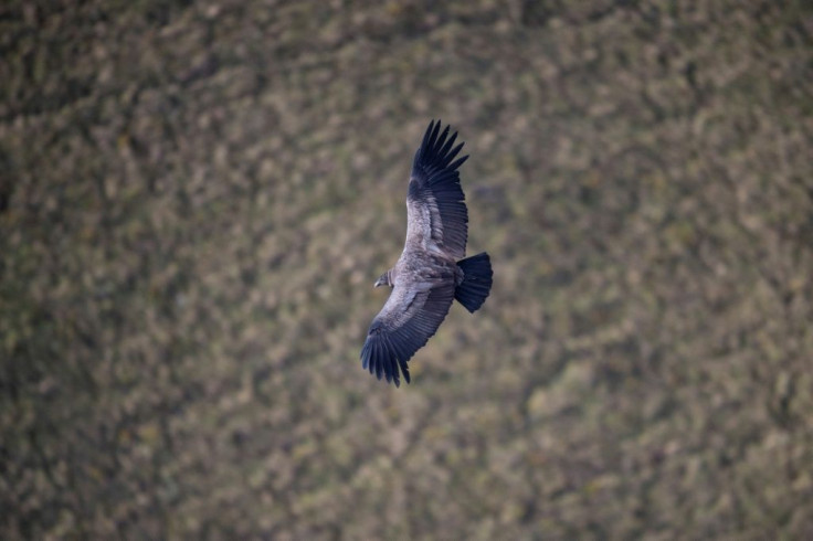 The massive Andean condor has a 3.5-meter (11.5-foot) wingspan