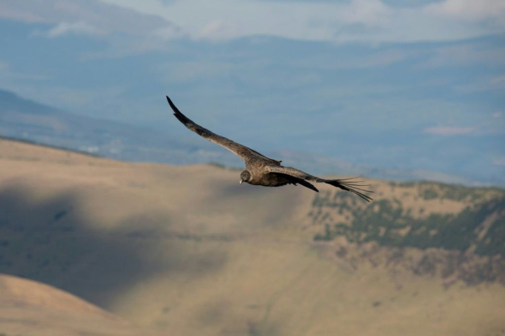 Globally, there are some 6,700 condors but numbers are declining