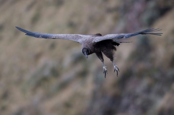 Andean condors are long-lived monogamous birds that normally reproduce quite slowly