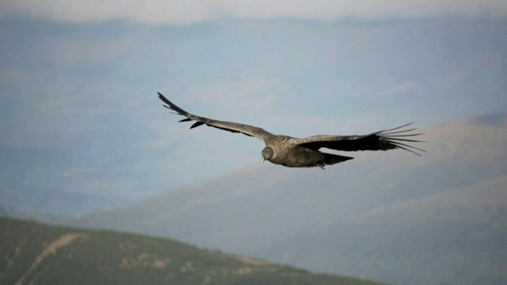 On a cliff in Ecuador, a pair of Andean condors breed more successfully than usual -- one young per year -- and astonish conservationists, who have been spying on them for seven years already, as these wild lovers boost hopes the endangered species can be