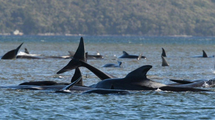 At least 380 pilot whales have died in a mass stranding in southern Australia