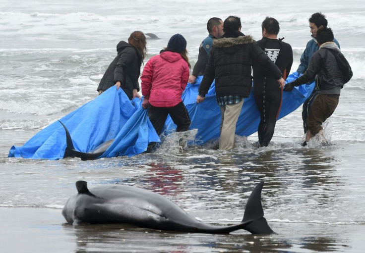 Residents attempt to save melon-headed whales beached on the shore of Hokota city, northeast of Tokyo on April 10, 2015