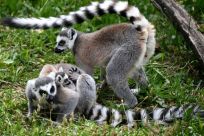 Many Madagascan species are under threat, like these ring-tailed lemurs in a Paris zoo