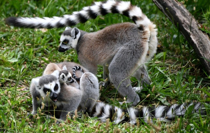 Many Madagascan species are under threat, like these ring-tailed lemurs in a Paris zoo