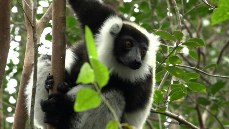 The lemurs of Madagascar's Andasibe forest have been able to enjoy their island paradise tourist-free for months, after the Indian Ocean nation imposed movement restrictions to limit the spread of Covid-19. But struggling tourist facilities breathed a sma