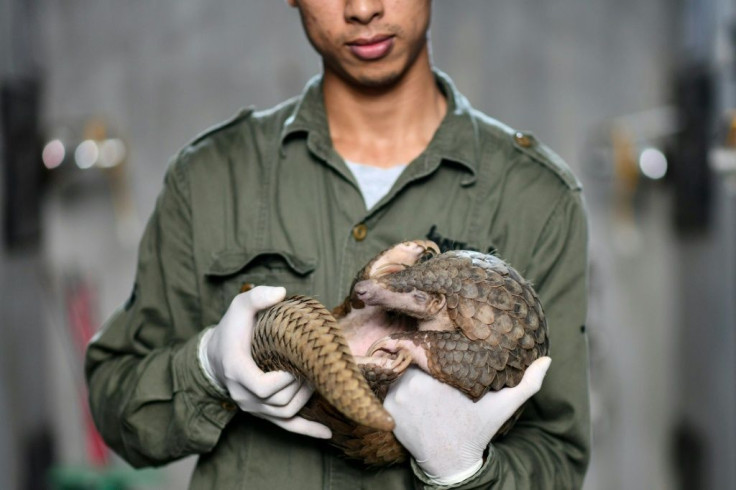 Head keeper Tran Van Truong gently takes a curled-up pangolin into his arms, comforting the shy creature rescued months earlier from traffickers in Vietnam