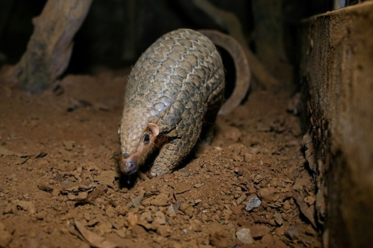 Pangolins are believed to be the world's most trafficked mammal