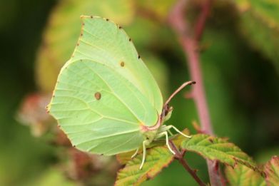The study found that bigger, pale-coloured butterflies, like this Brimstone, are better at thermoregulation