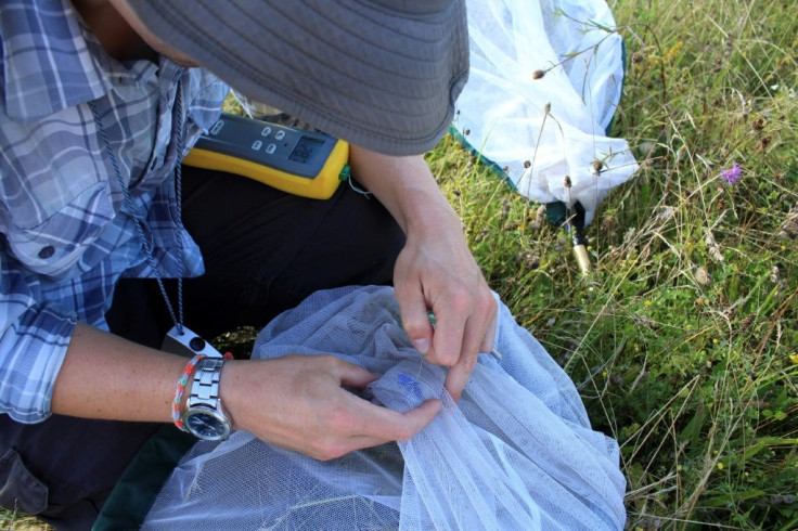 Researchers took the temperature of the butterflies they caught using a tiny thermometer