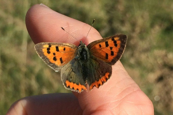 Species that rely on shaded areas, such as the Small Copper butterfly, have suffered steeper population declines over the last 40 years