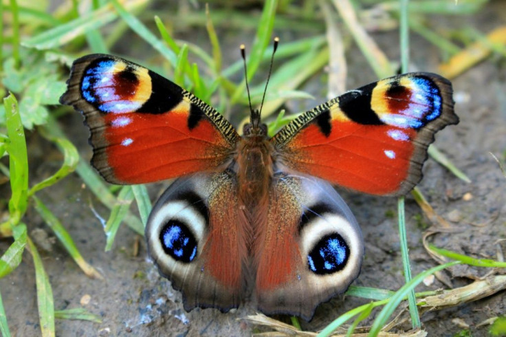 Colourful larger species, like this Peacock, struggle to moderate their temperature, but they do better than smaller butterflies