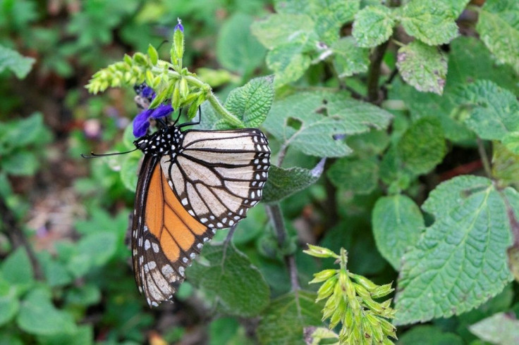 Many Monarch butterflies migrate to Mexico where they spend the winter