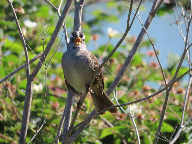 A male white-crowned sparrow sings to protect his territory and attract mates in San Francisco