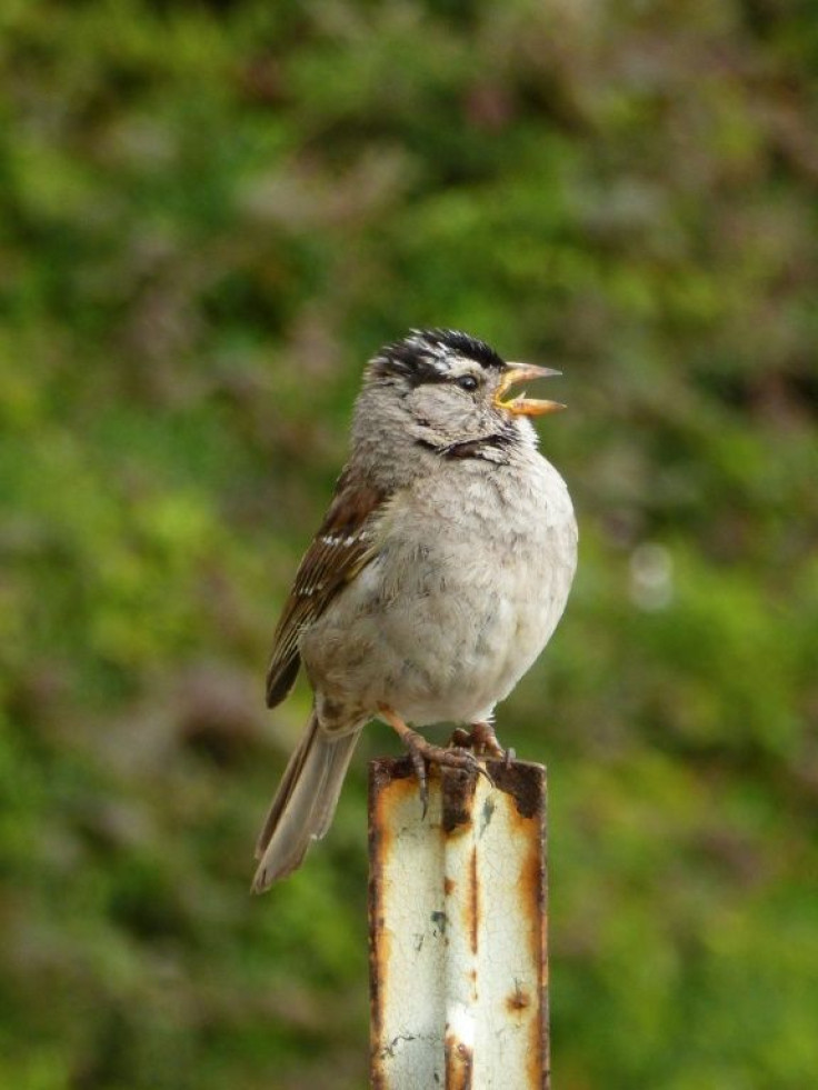 A new paper adds to a growing body of research describing how animals -- from whales to coyotes to the white-crowned sparrow (seen here) -- have adapted their behaviors to the Covid-19 shutdowns