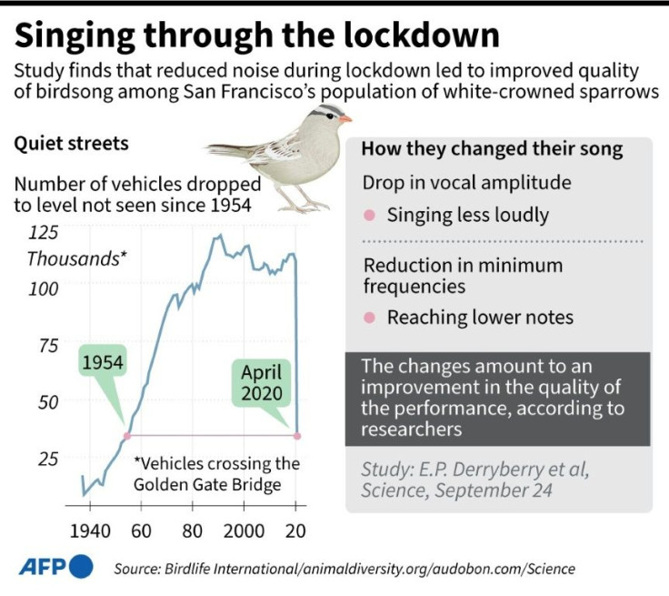 Graphic on a study of birdsong in San Francisco during the lockdown period earlier this year.