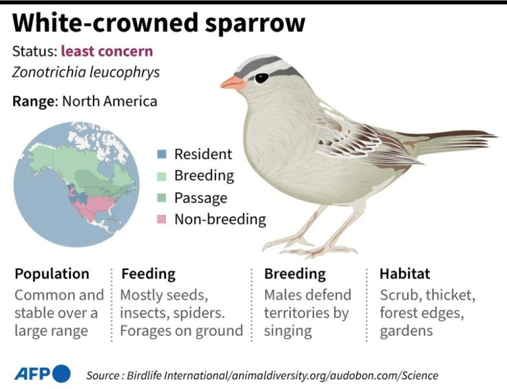 Species factfile on the white-capped sparrows.