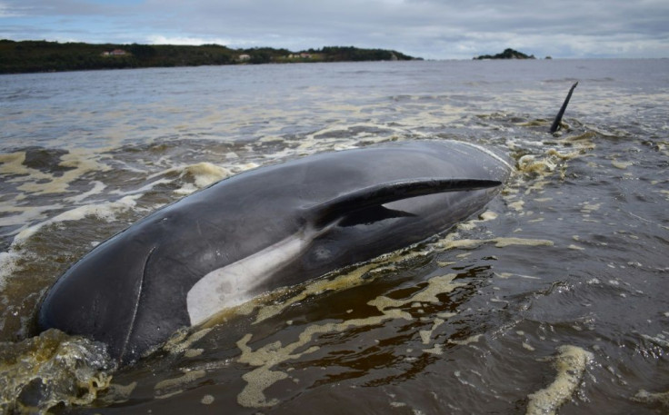 The causes of whale mass strandings remain unknown, despite scientists studying the phenomenon for decades