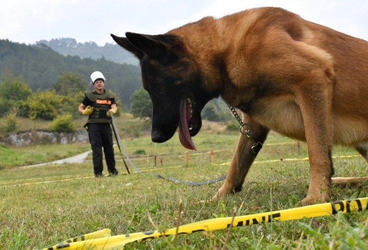 Bosnia has become a key centre for dogs to be trained in mine detection