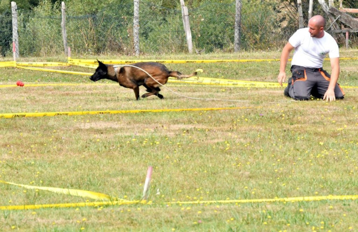 At the end of the war, some eight percent of Bosnian territory was littered with explosives, now it's believed to be two percent, thanks in part to the dogs' work