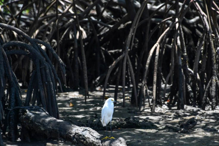 Environmentalists warn that rolling back regulations protecting Brazil's mangroves would open such lands up to development, with possibly catastrophic impact on their ecosystems