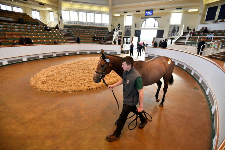 A horse is paraded in the ring at the Tattersalls bloodstock auction in Newmarket