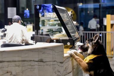 Owners can bring their dogs to the Saudi cafe, with the pets getting pampered as their humans drink coffee