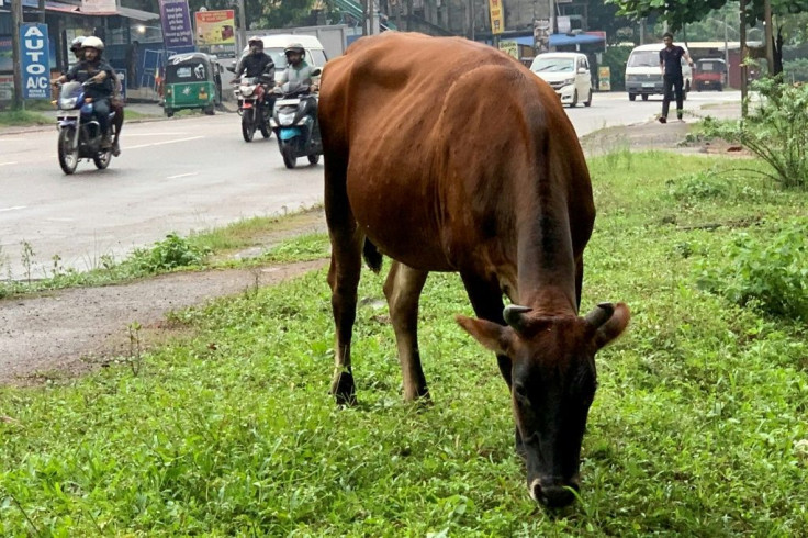 A cow grazes by a roadside on the outskirts of Sri Lanka's capital Colombo