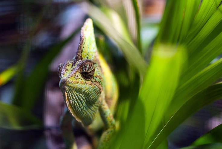 The study found that 90 percent of traded reptile species are captured from the wild