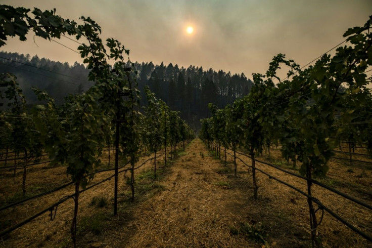 Smoke hangs among charred trees on the hillside behind a vineyard in Napa Valley, California