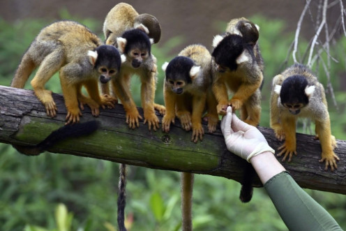 Black-capped squirrel monkeys waiting for food at Taipei Zoo