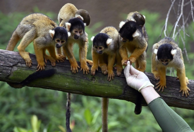 Black-capped squirrel monkeys waiting for food at Taipei Zoo