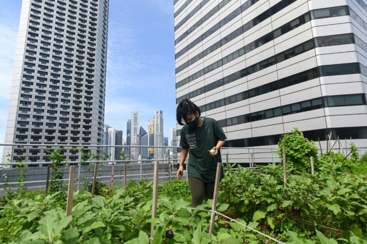 A worker tends to a rooftop farming patch atop the Raffles City mall in Singapore