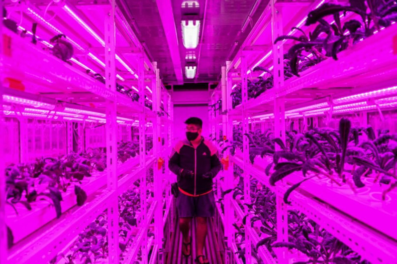 An urban farmer in Singapore tends to vegetables grown inside a shipping container illuminated with LED lights