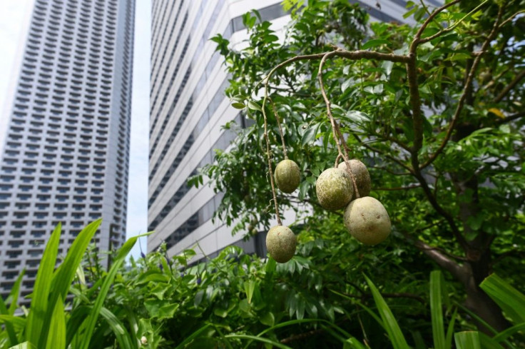 Tropical fruit kedondong grows in a rooftop garden in Singapore