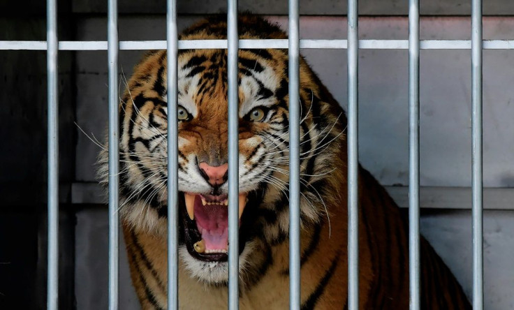 The latest report called for an urgent EU ban on commercial trade in tigers