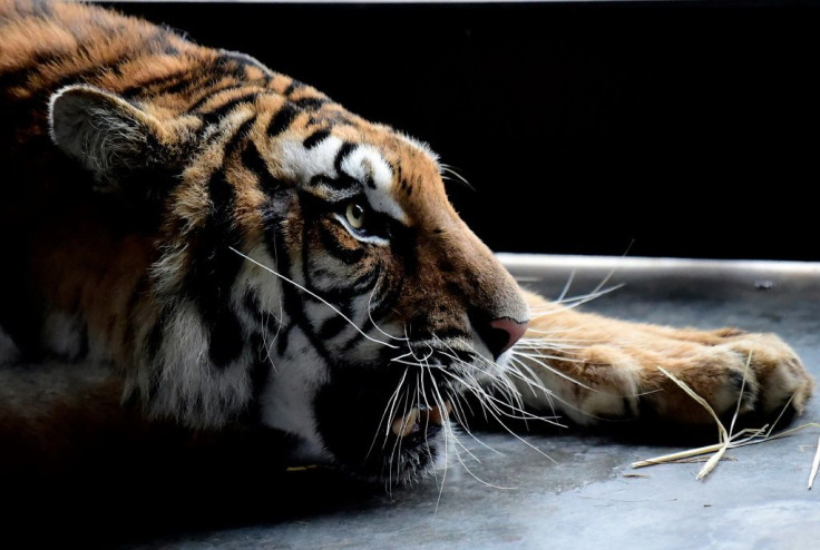 Last year Polish border authorities found 10 emaciated and dehydrated big cats in the back of a truck taking them from Italy to a zoo in Russia's Dagestan Republic