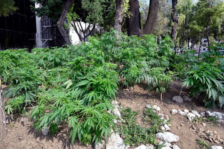 The marijuana garden has flourished thanks to a combination of summer heat and abundant rain