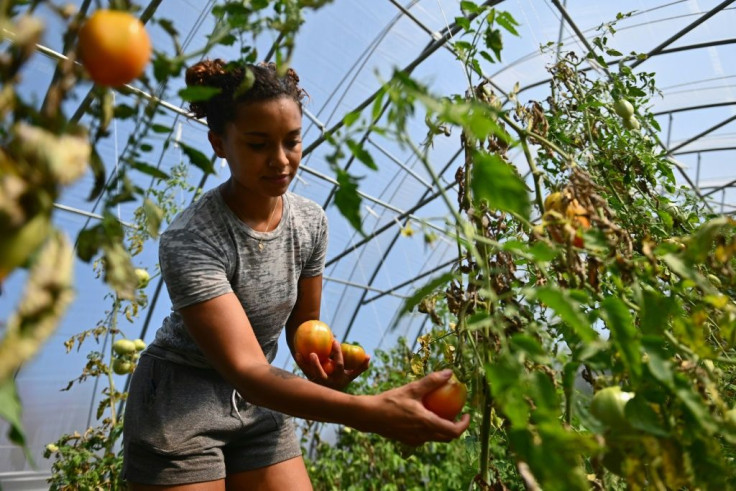 Brooke Bridges, who works at the Black-owned Soul Fire Farm near Albany, New York, inspects an abundant crop of tomatoes