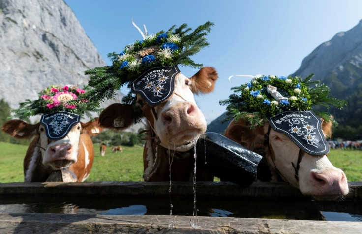 More than 25,000 cows have disappeared from Austria's western Tyrol state over the past decade, and with them the pastures they used to graze on