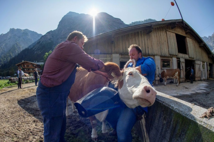 The small-scale farms that dominate Tyrol have become economically unviable, forcing thousands of farmers to pivot to more reliable sources of income