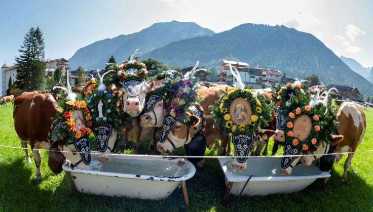 Cows decorated with bells and flowers rest after the annual ceremonial cattle drive, from Alpine summer pastures to the valley below where they'll spend the harsh winter months