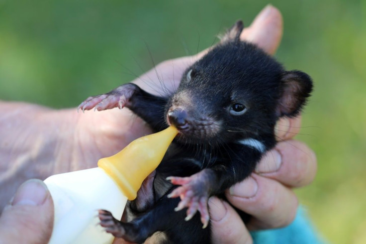 Conservationists feed some young Tasmanian devils by hand