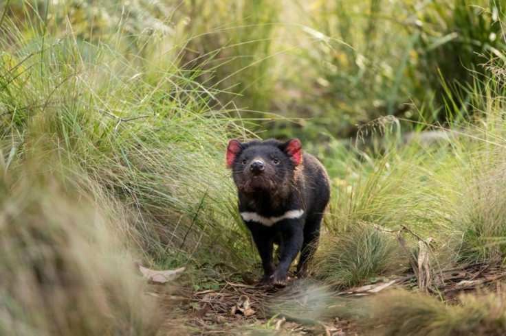 Tasmanian devil populations have been ravaged by a mysterious facial-tumour disease