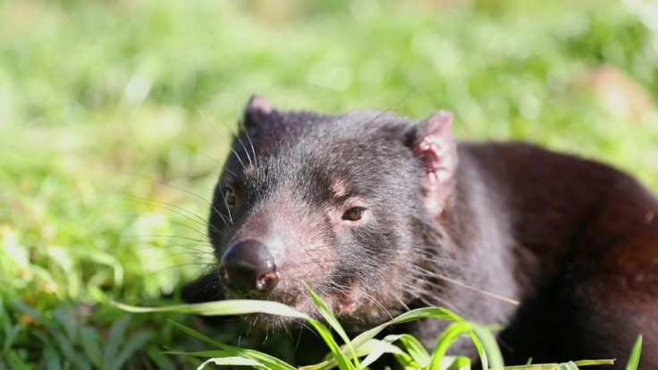 Tasmanian devils have been released into the wild on Australia's mainland 3,000 years after the feisty marsupials went extinct on the continent.