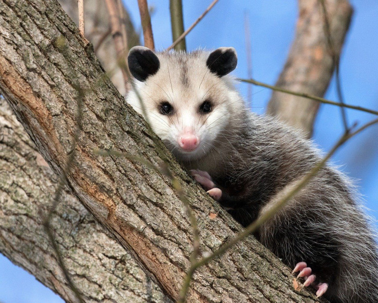 Opossum