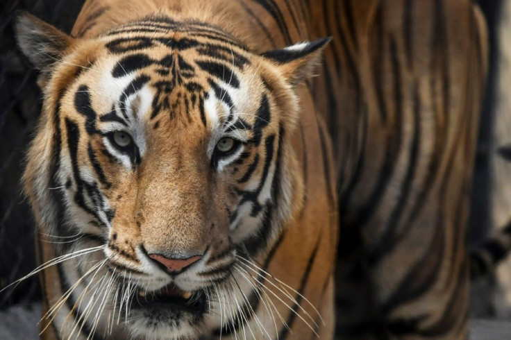 India is home to 70 percent of the world's tigers