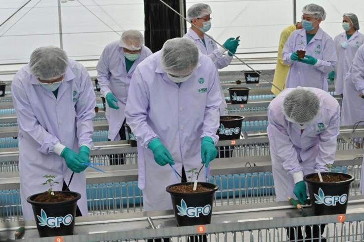 Anutin Charnvirakul (centre) plants seedlings at the greenhouse forÂ medicinal marijuana at Nong Yai